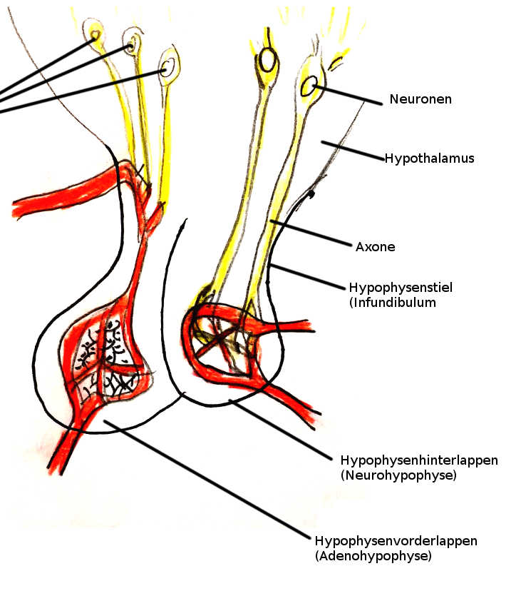 Abbildung Hypophyse